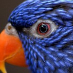 Birds - Parrot