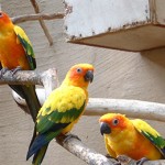Birds - Parrots2