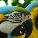 Birds - Parrots3