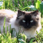 General Image - Cat in Grass3