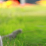 General Image - Cat in Grass4