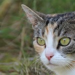 General Image - Cat in Grass5
