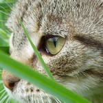 General Image - Cat in Grass6