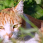 General Image - Cat in Grass7