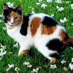 General Image - Cat in Grass8