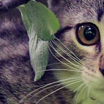 General Image - Kitten in tree