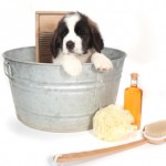 General Image - Puppy in Bucket