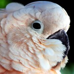 Bird - Parrot5