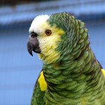 Bird - Parrot6