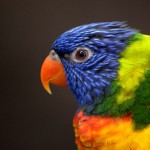 Birds - Parrot1