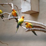 Birds - Parrot3