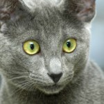 Cat---Burmese-Blue
