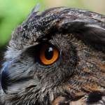 Exotic - Owl