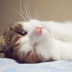 General Image - Cat Lying Down3