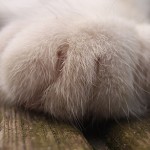 General Image - Cat Paw