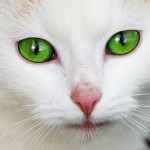 General Image - Cat White