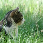 General Image - Cat in Grass2