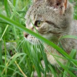 General Image - Cat in Grass6