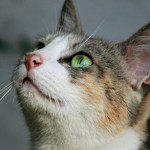 General Image - Cat w Green Eyes