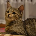 General Image - Kitten4