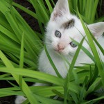 General Image - Kittens in Grass