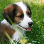 General Image - Puppy in Grass