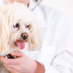 General Image - White Dog with Vet