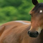 Large Animal - Brown Horse