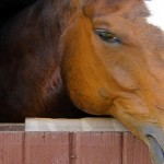 Large Animal - Horse In Barn