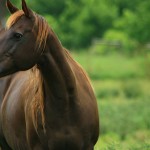 Large Animal - Horse10