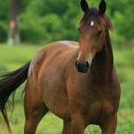 Large Animal - Horse12