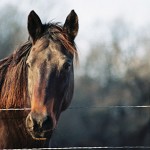 Large Animal - Horse15