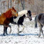 Large Animal - Horse16
