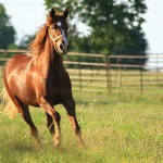 Large Animal - Horse17