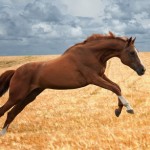 Large Animal - Horse18