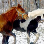 Large Animal - Horses Running