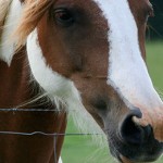 Large Animal - Horses11