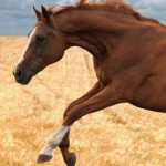 Large Animal - Horses14a