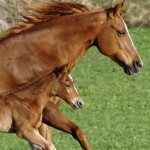 Large Animal - Horses15